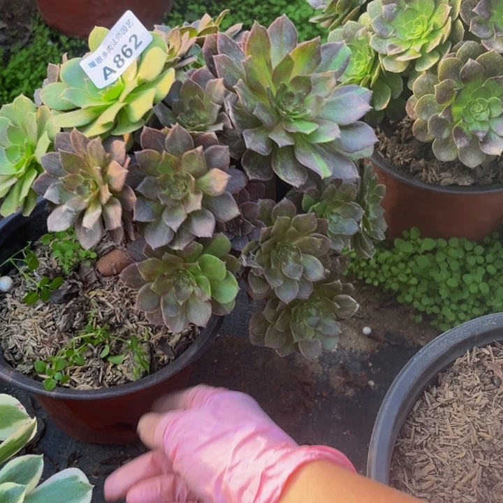 862 多肉法师不包断枝