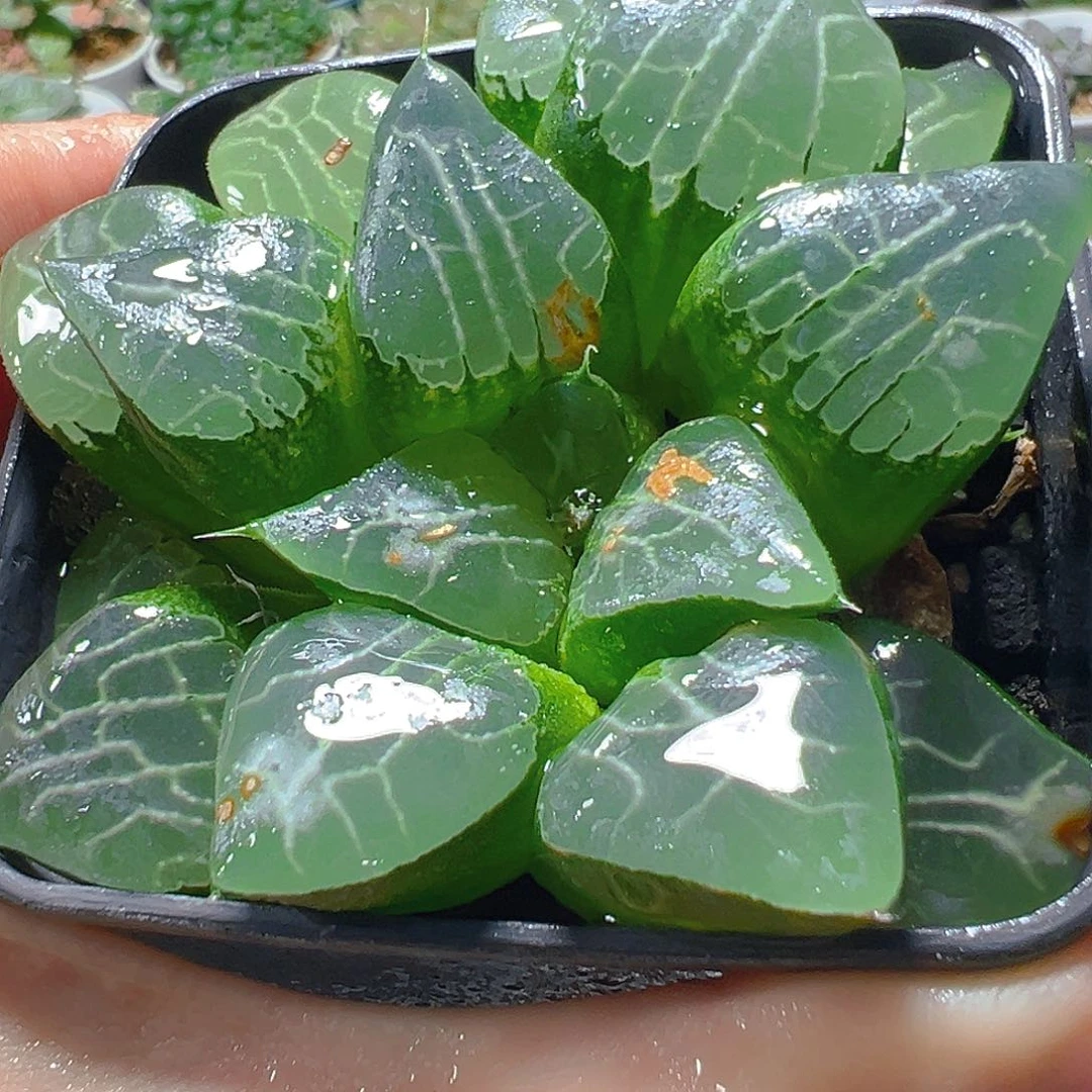 瑕疵月影寿多肉多肉多肉