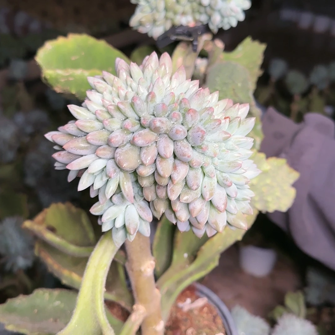 喧喧，所罗门缀2个156   肉