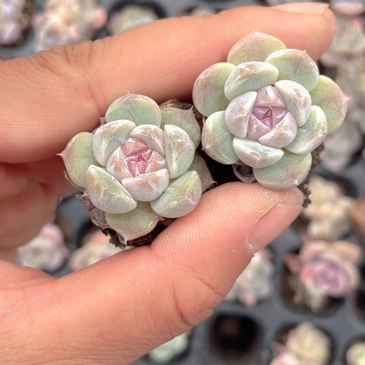 汉堡5元5颗随机发满18包邮