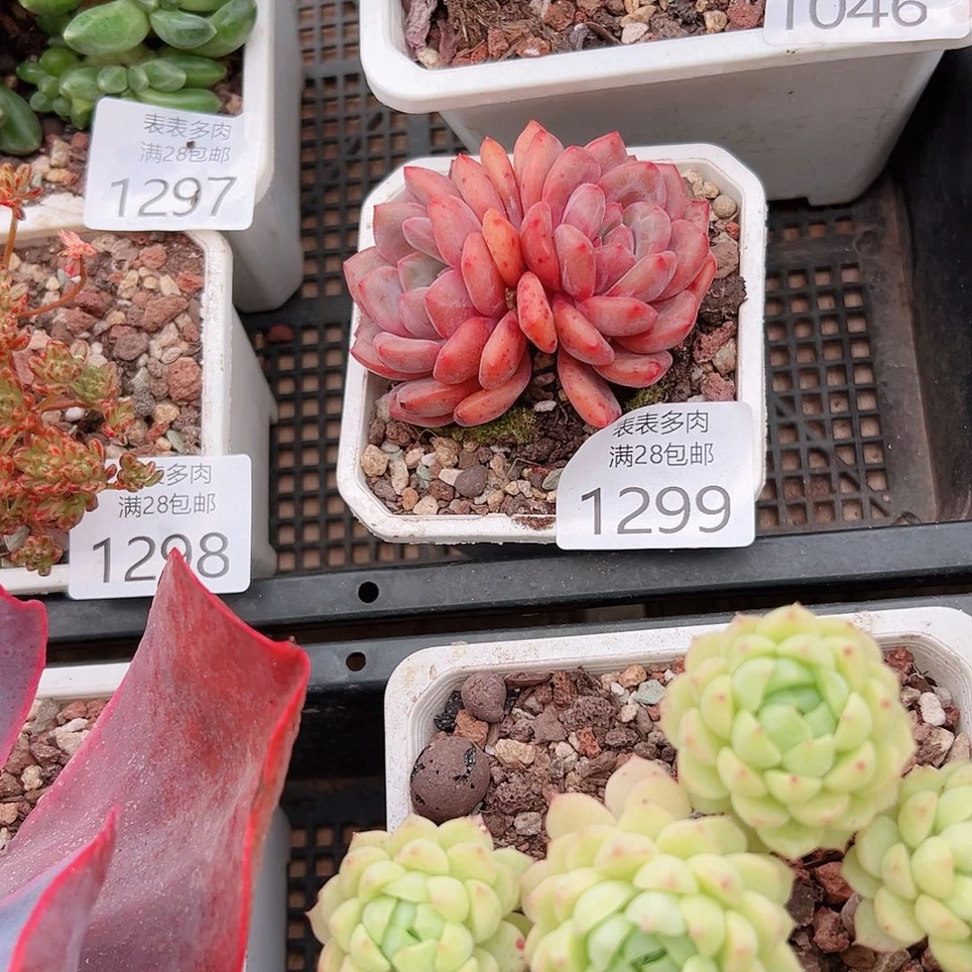 生***花多肉一物一拍植物1299