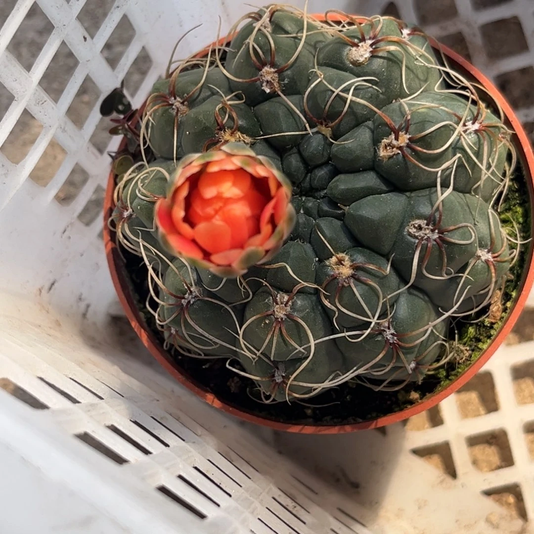 婷***Z实生绯花玉仙人球7