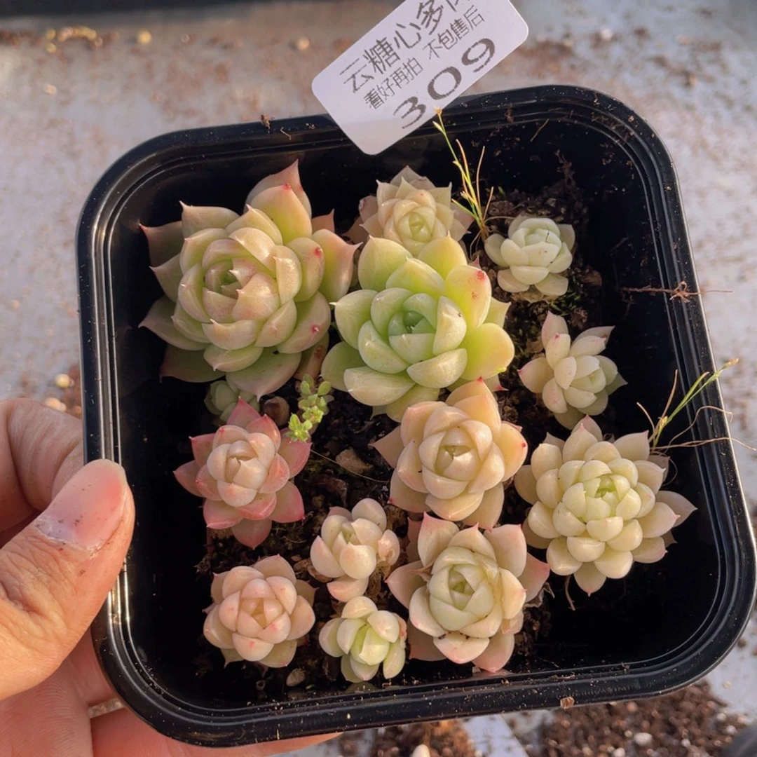 云糖心多肉植物309