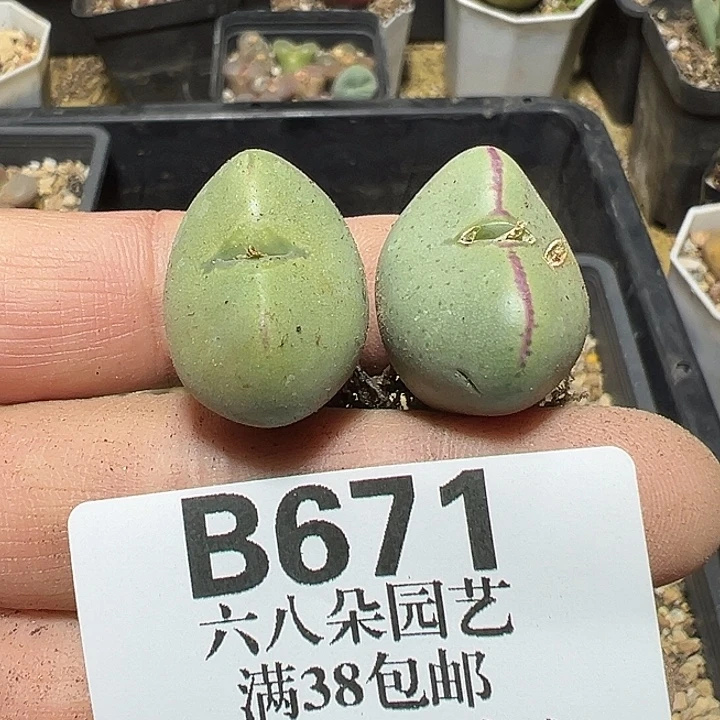 671号特价少将多肉植物