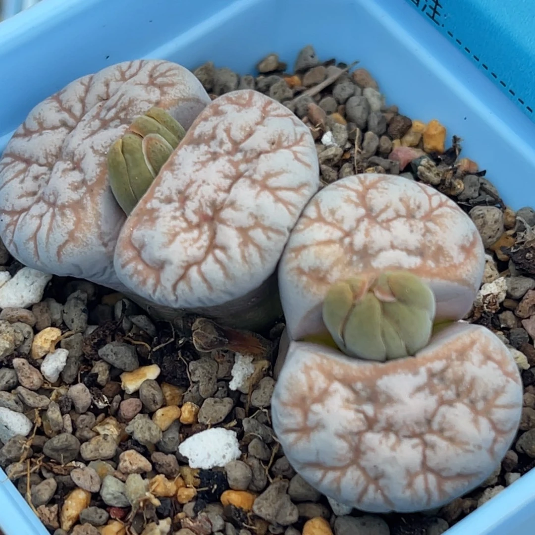 7750双头睫毛向日葵一颗