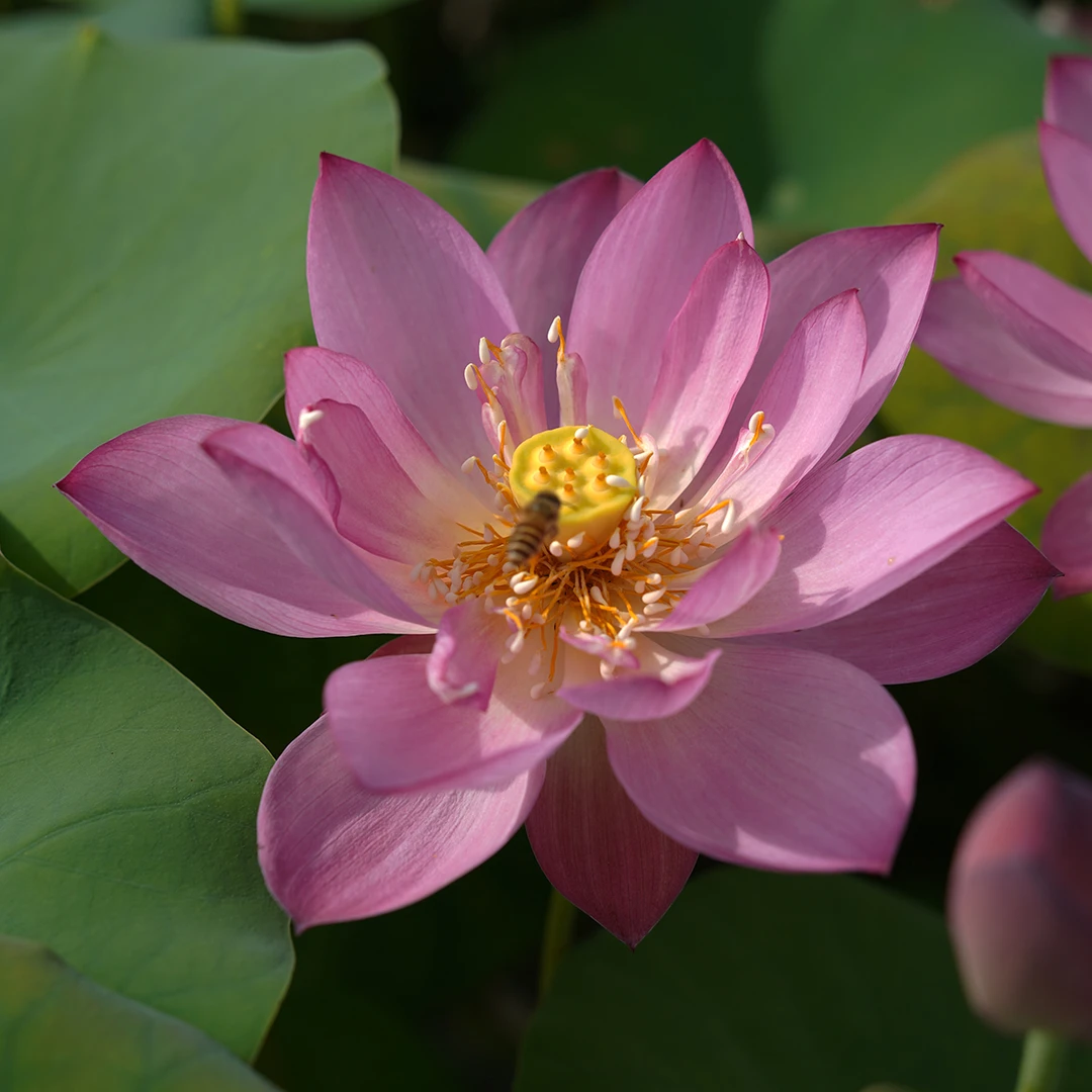 周劲松小微型莲花【245191】种藕苗家庭窗阳天露台栽培水生植物