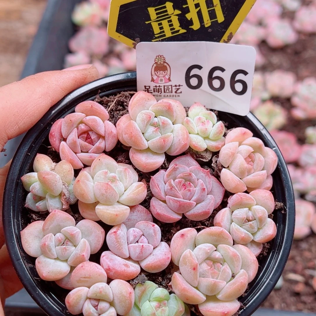 多肉植物多肉植物