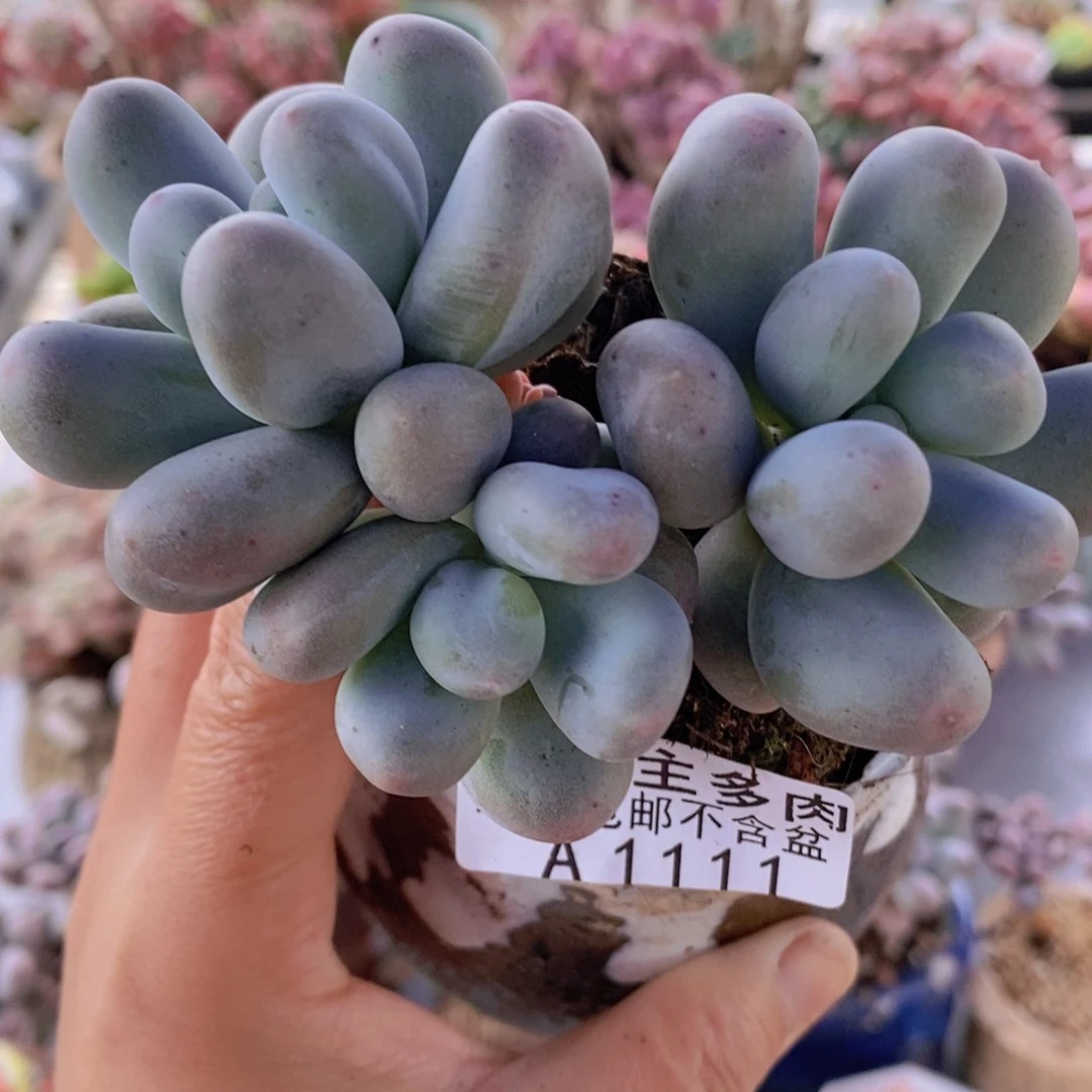 米可9cm11多肉植物