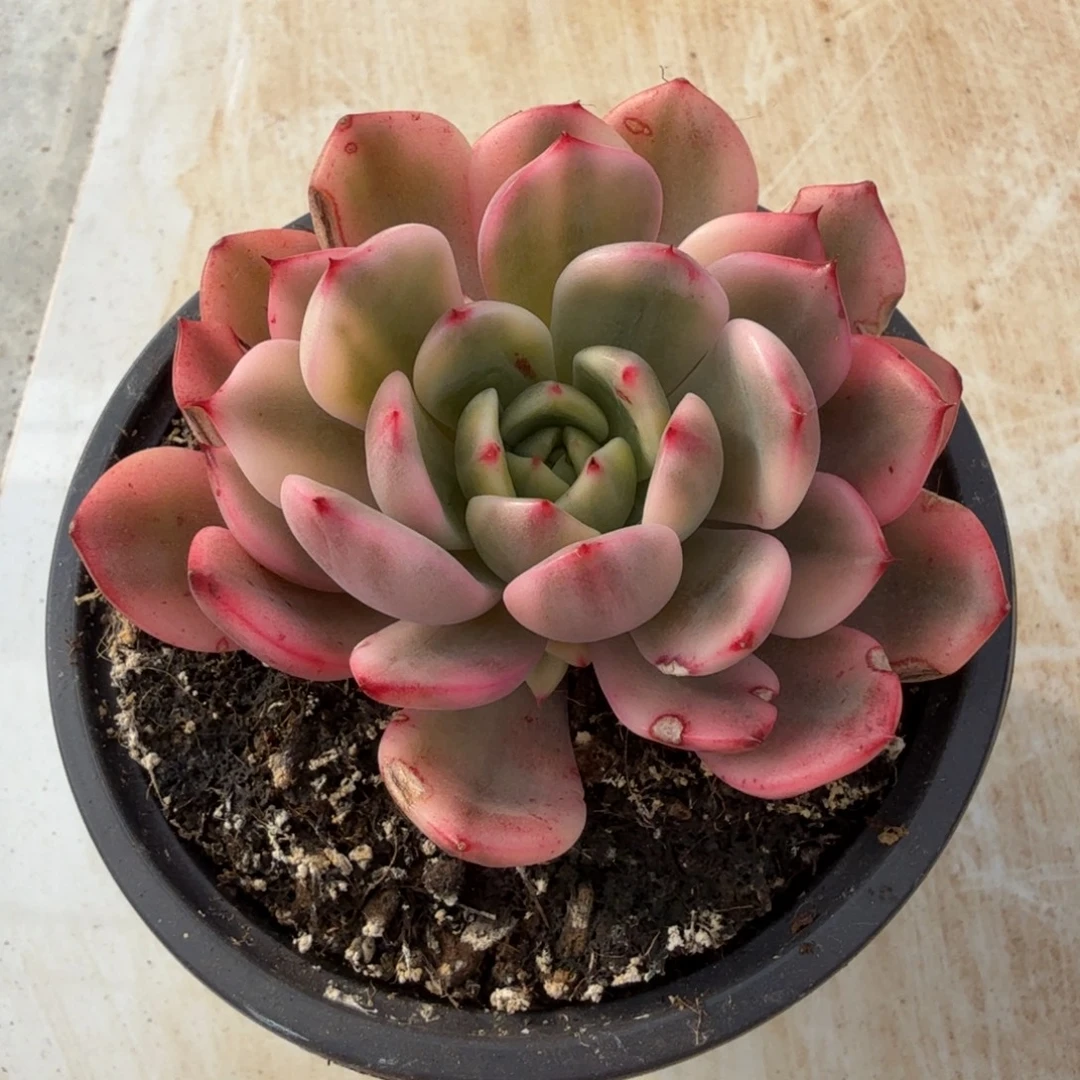 弗朗明戈锦锦上园艺一物一拍