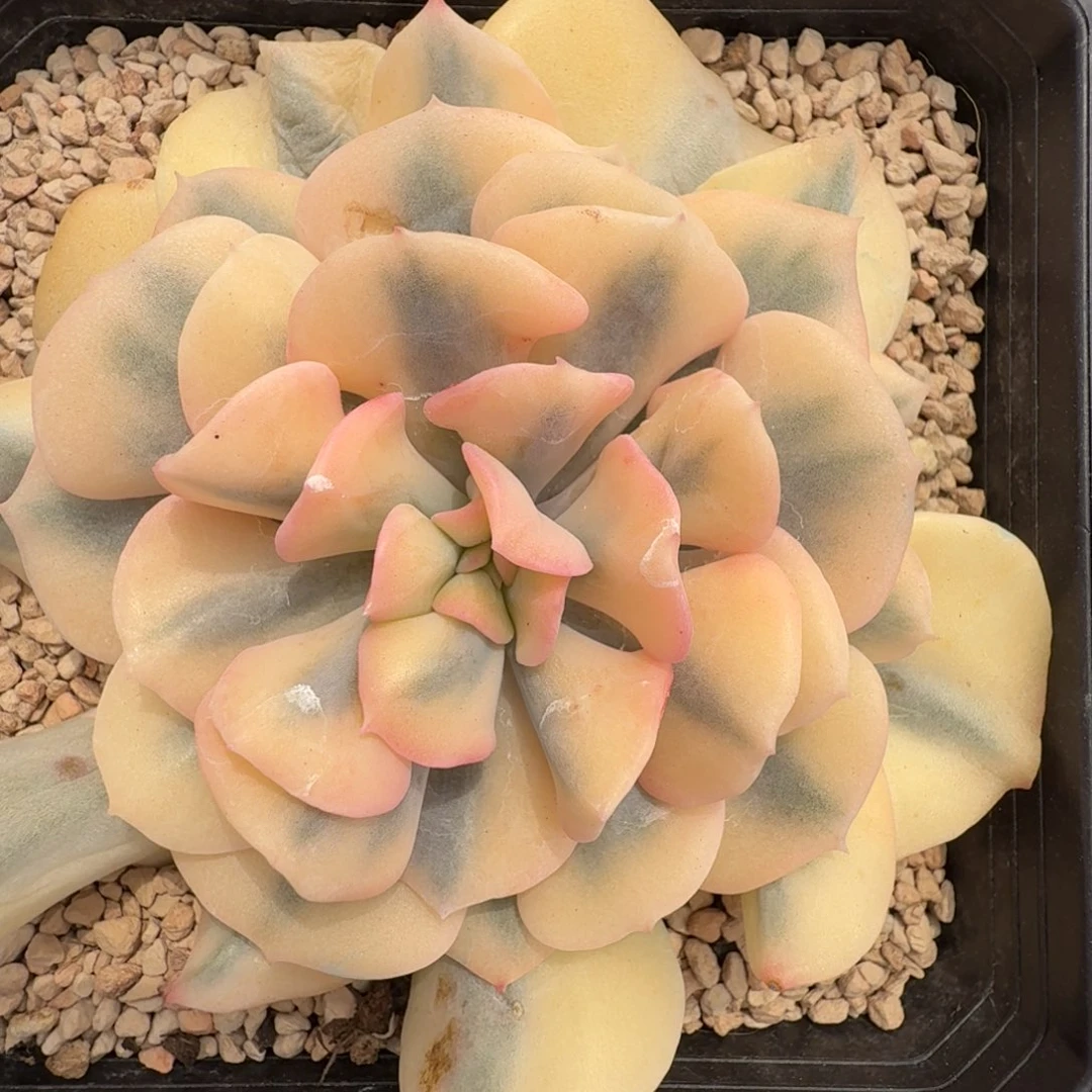 雪精灵 安吉园艺锦