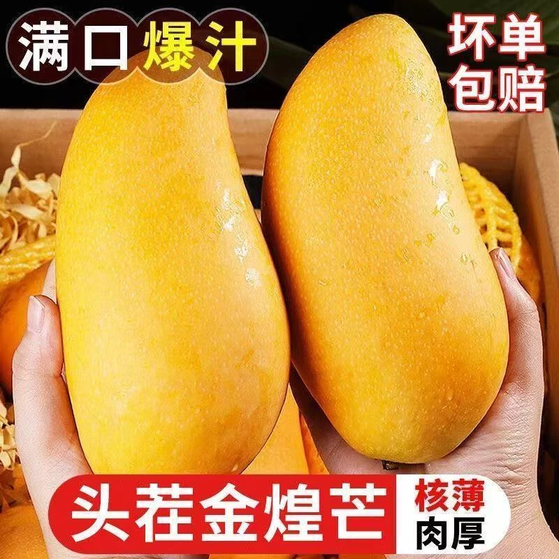 【Y正宗金煌芒】云南金煌芒新鲜应季水果香甜多汁核薄肉厚现摘现发