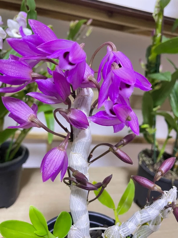 泰国原生石斛(麝香石斛)浓香型