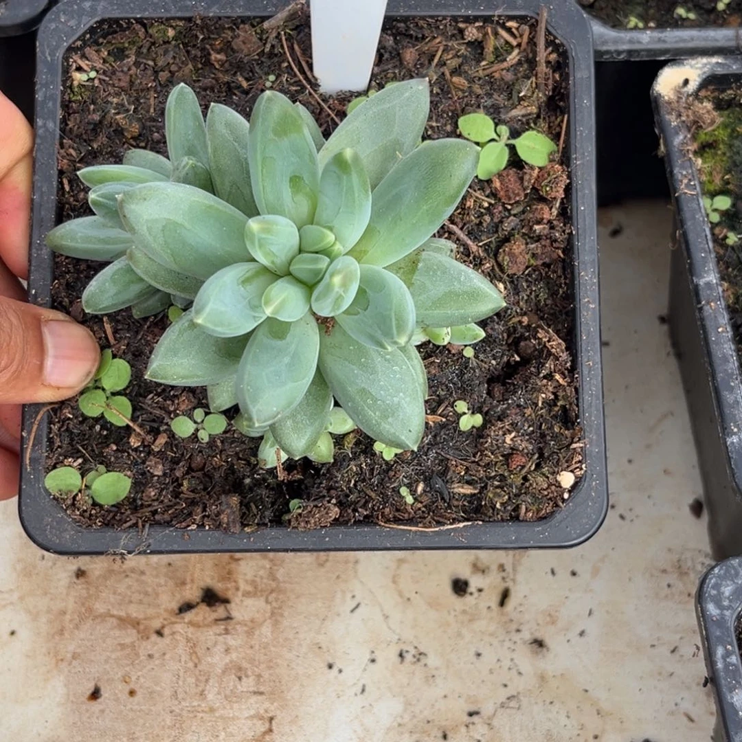 美人系优选多肉植物399