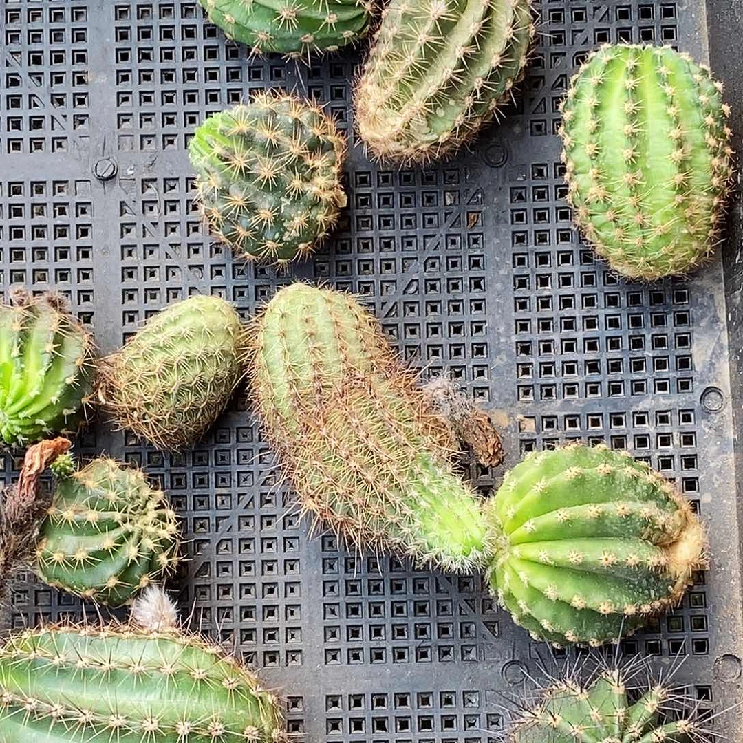 彩草丽花 筐拍11个侧芽 无根 丑