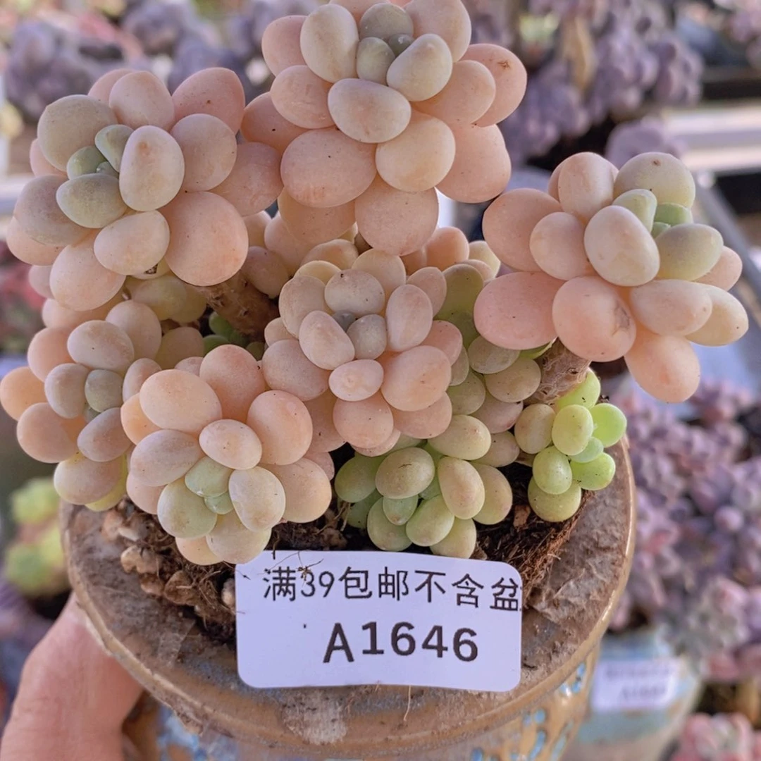 洛可可8cm1646多肉植物