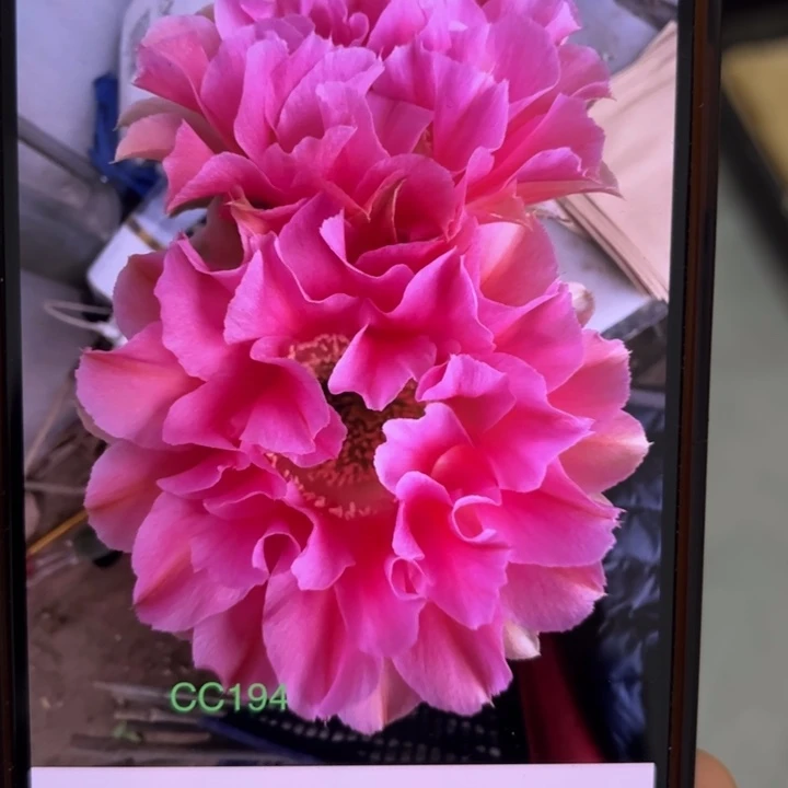 无花朵无根侧芽歪哇塞