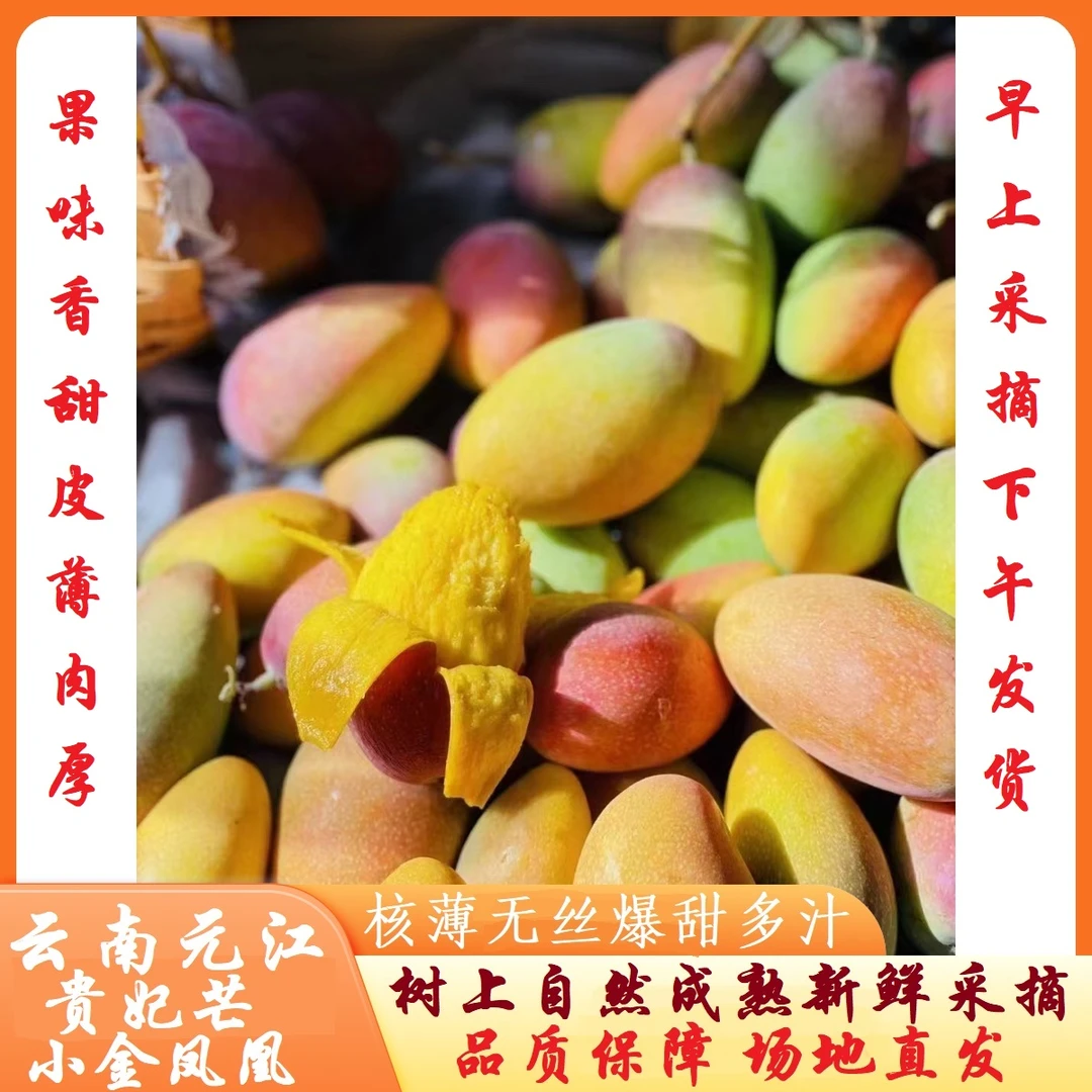 【施瑶专属】云南元江小金凤凰贵妃芒果树上熟水果香浓多汁产地直发