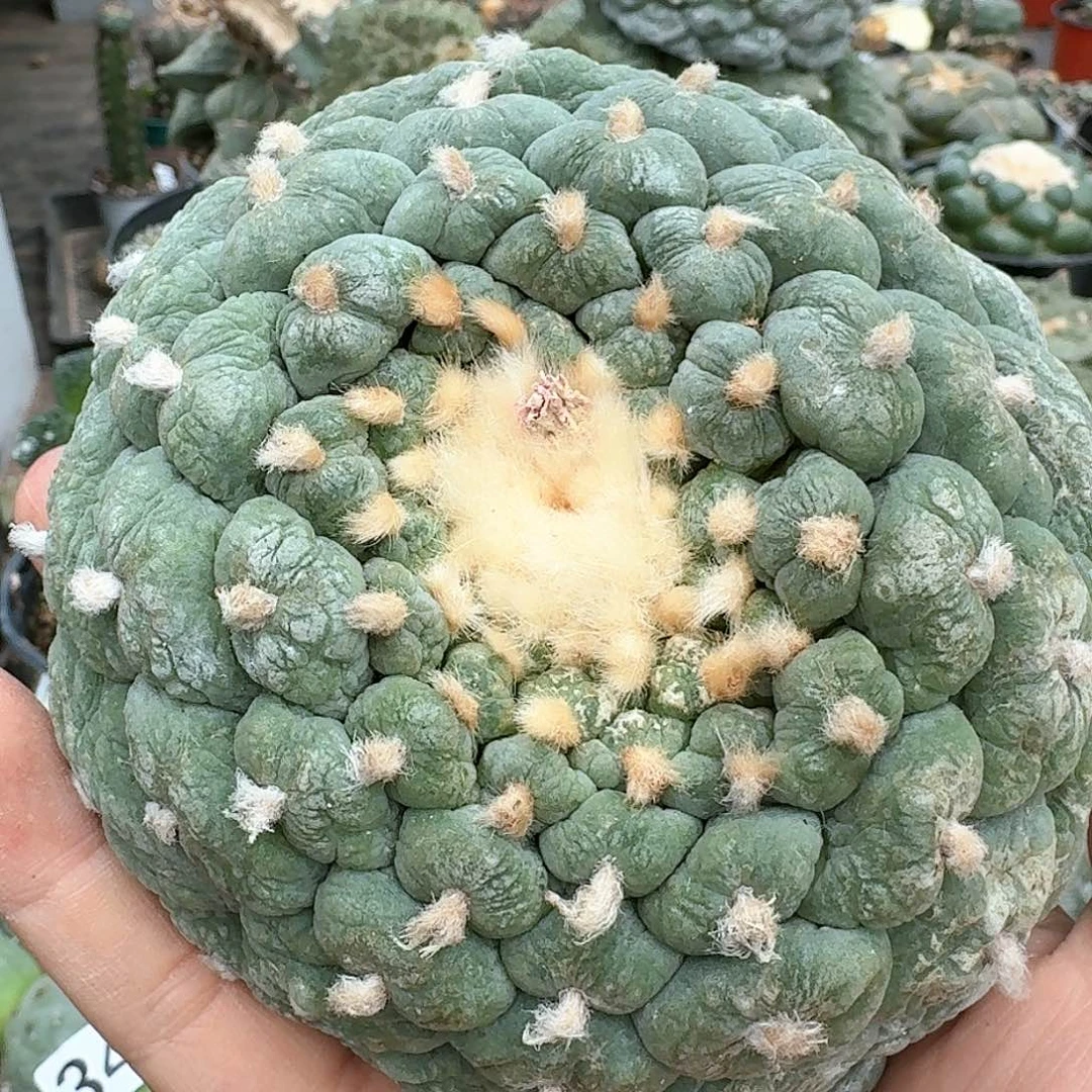 【闪购商品】无花朵自根大尤鲜