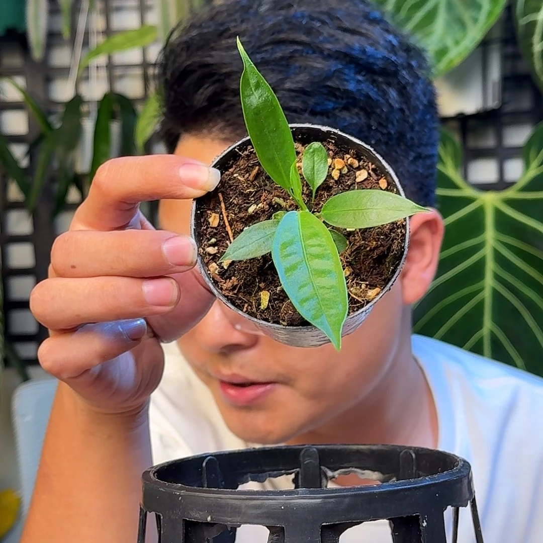 无花朵籽播豌豆荚领带E98