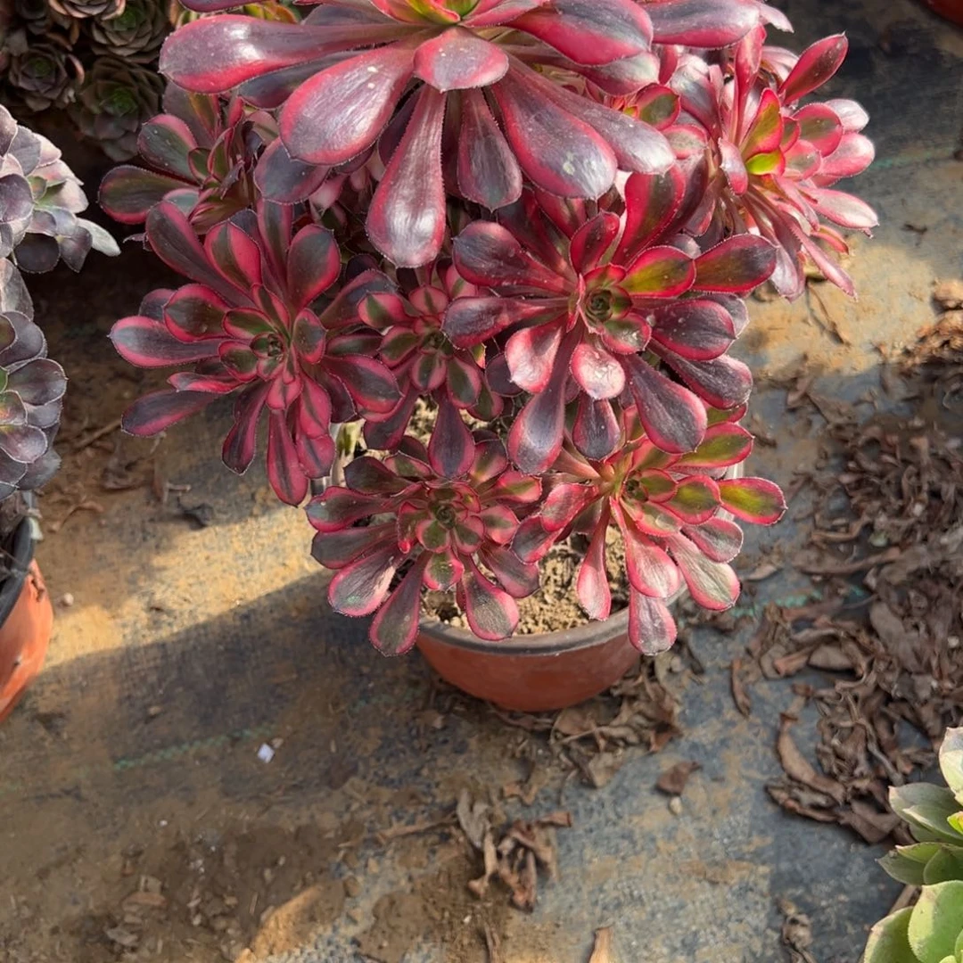 64香内儿多肉植物法师