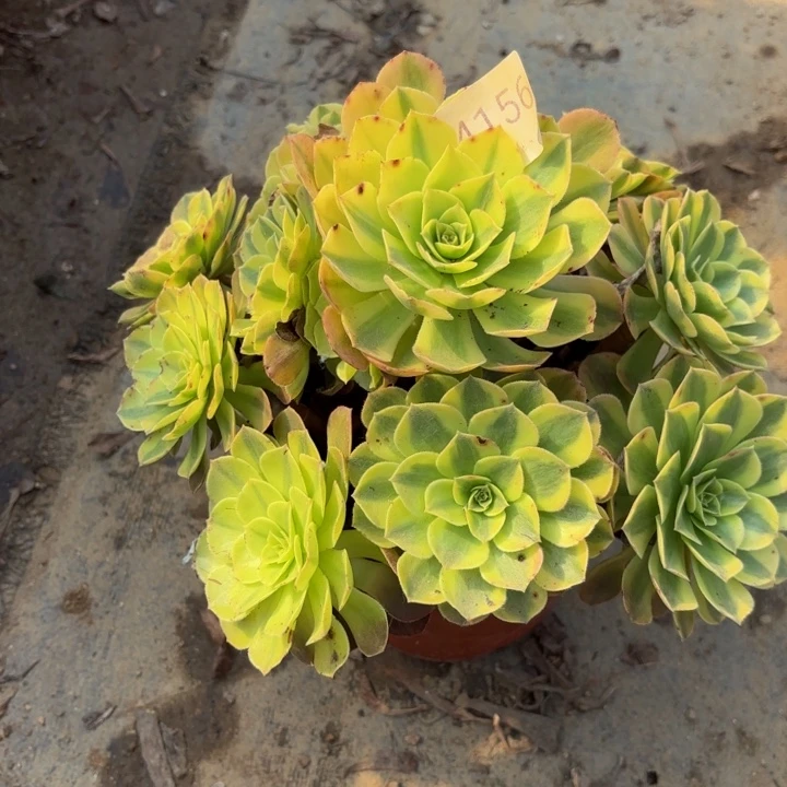 雨荷多肉处理不包断头4156