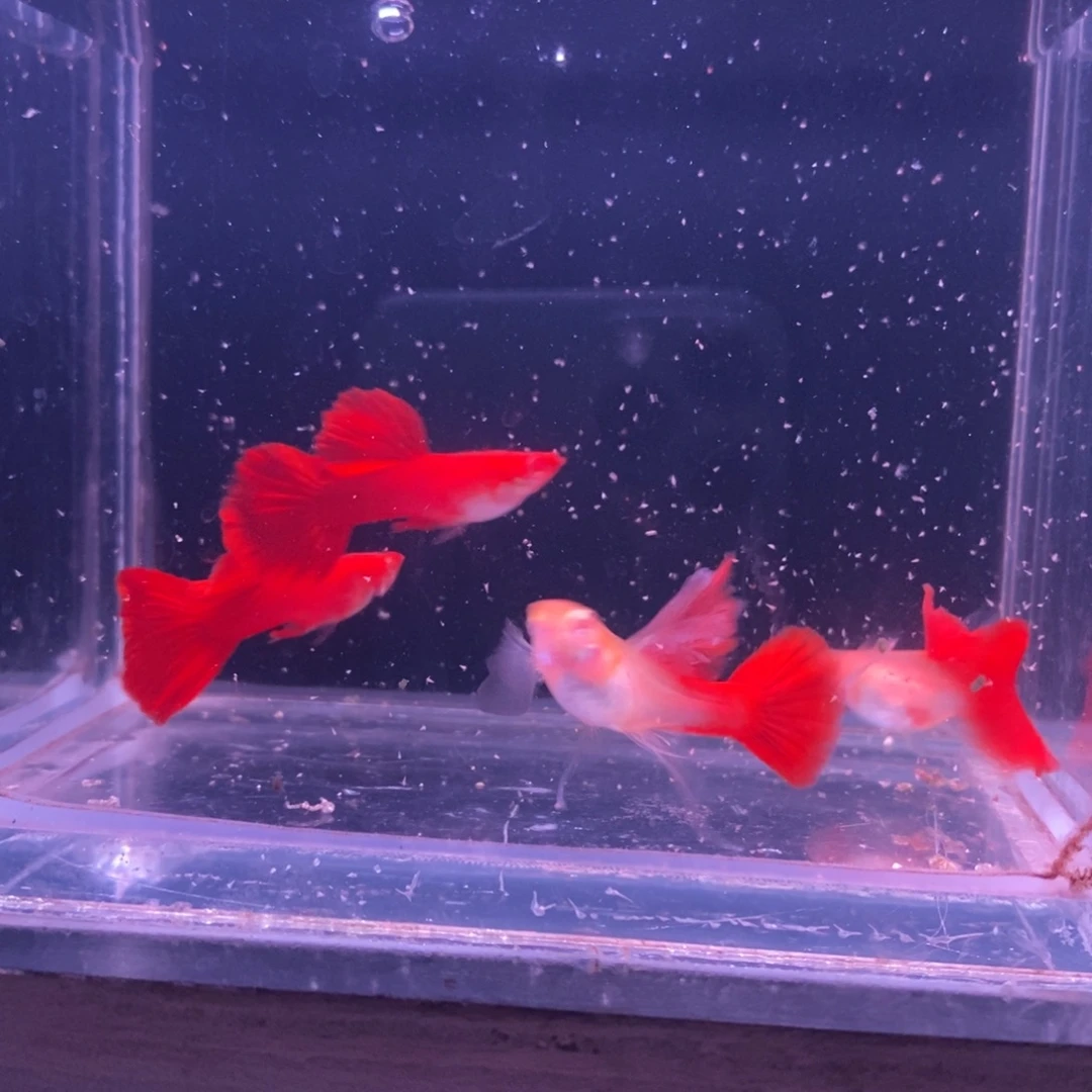 孔雀鱼精品血红两对