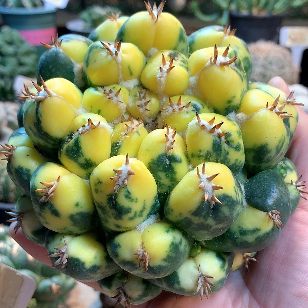 獠牙锦没根