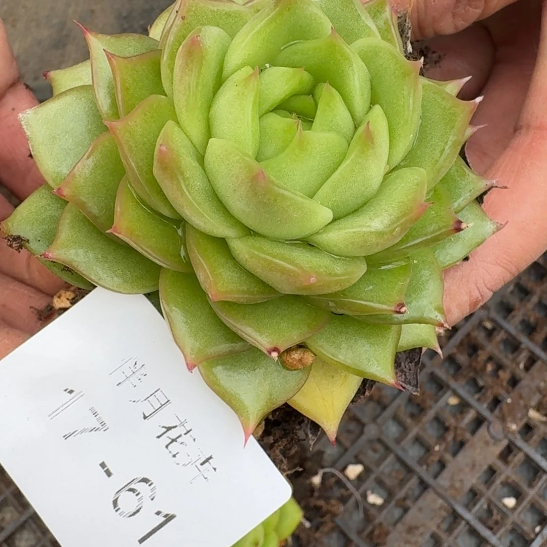 多肉杂交一物一拍17-61