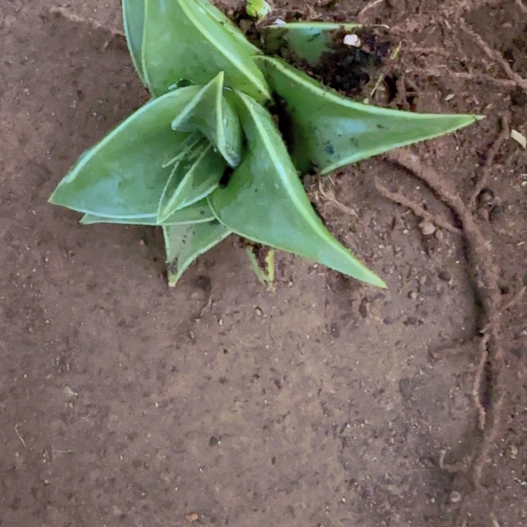块根植物块根植物