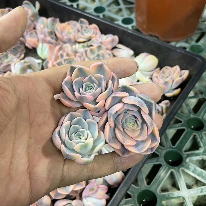 汉堡锦三颗 锦龙多肉花园