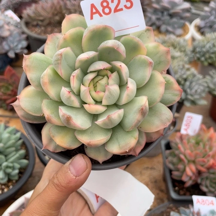 哈哈哈哈哈哈哈哈哈803
