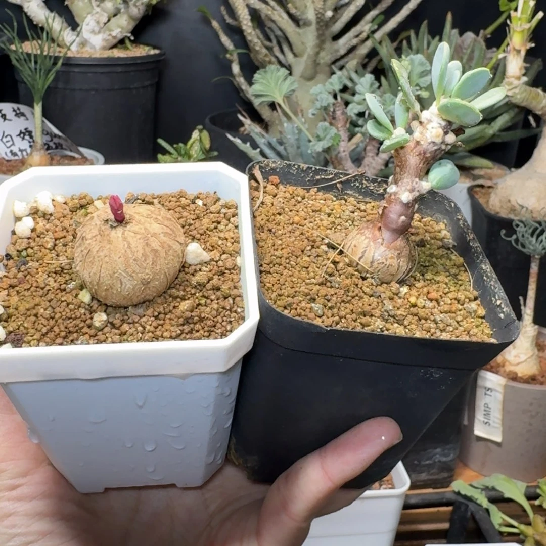 玫瑰大戟派马厚敦菊一物一拍多肉