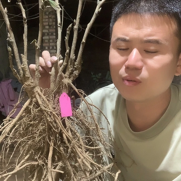 荣***亿当前无花栽培后可以开花