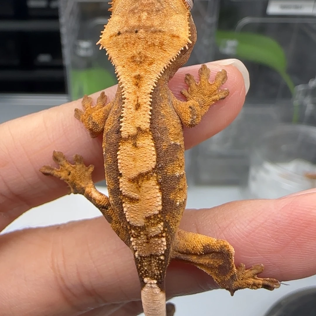 睫角守宫8号宝宝宝宝宝宝宝宝