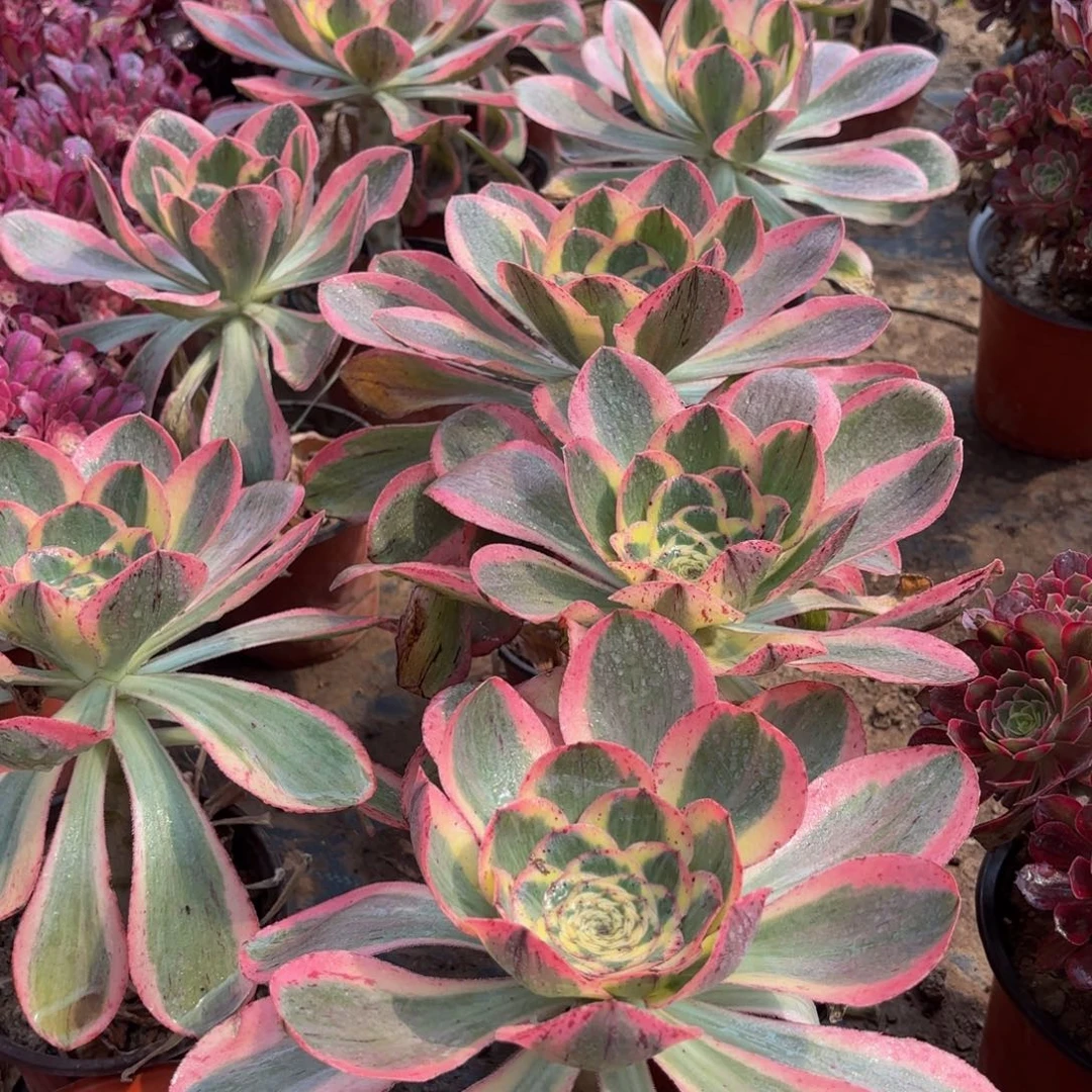 燕姿锦9.9法师多肉嫩