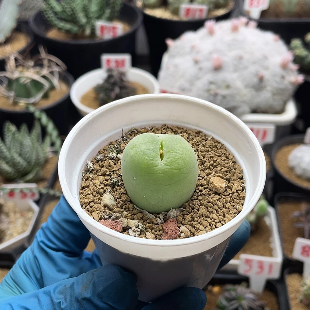 绿苹果翠光玉多肉