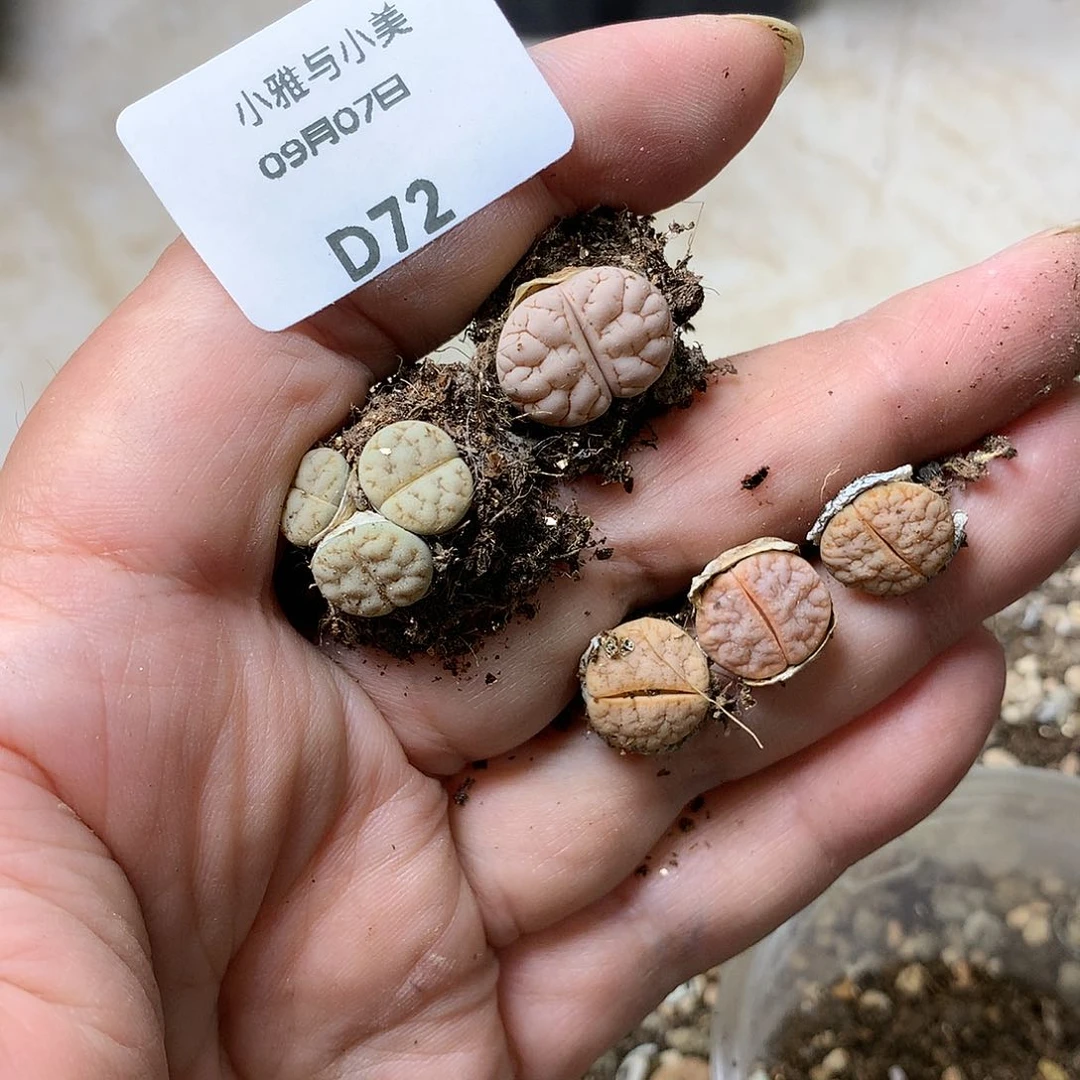 素***?D72多肉植物保护研究所