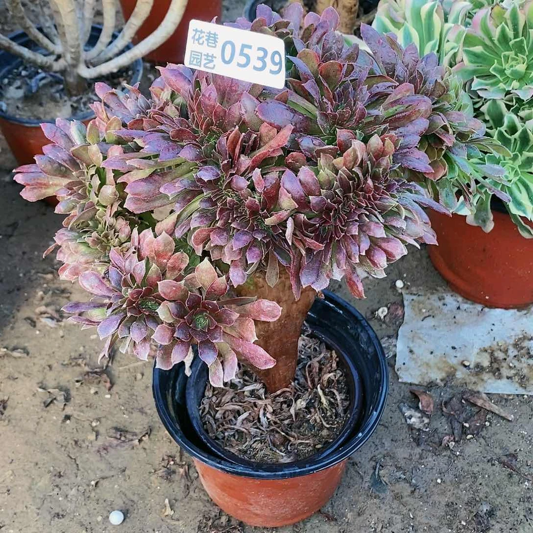 539号娜迦女王缀化多肉植物