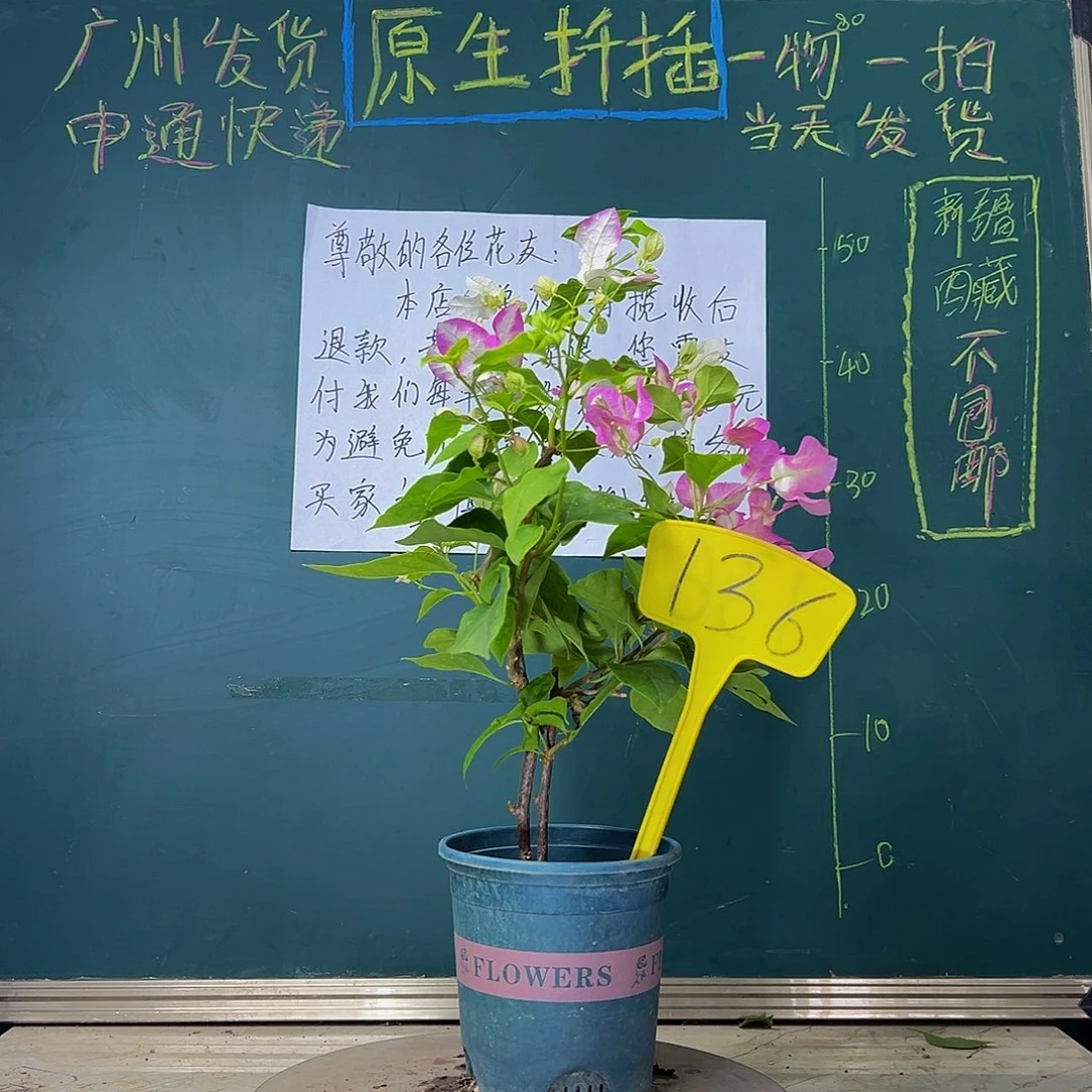 当前无花栽培后可以开花 双杆 椰子冰  136