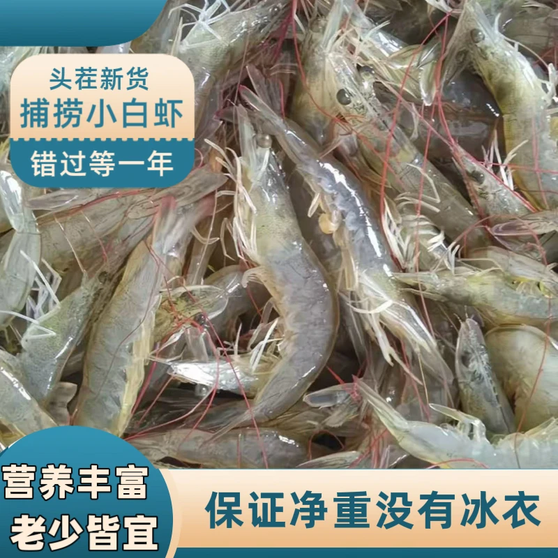 开海新鲜小白虾 应季海虾 到手6斤3000g  共3包 嫌小勿拍