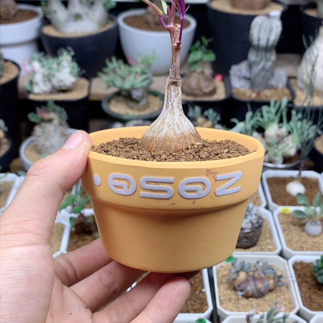 白*?花盆花盆花盆花盆