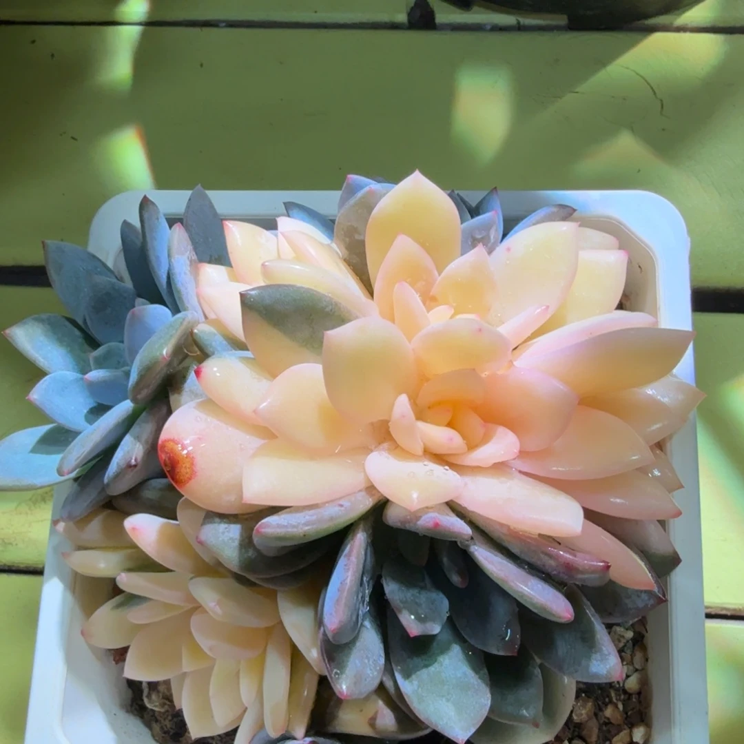 橙梦露锦底座多肉植物