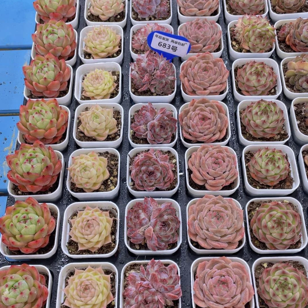 683号精品高货美肉六个