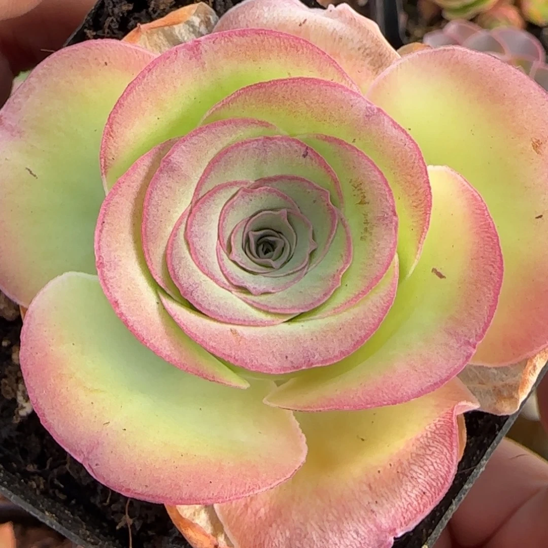 L557半城玫瑰熊朵儿不含盆土