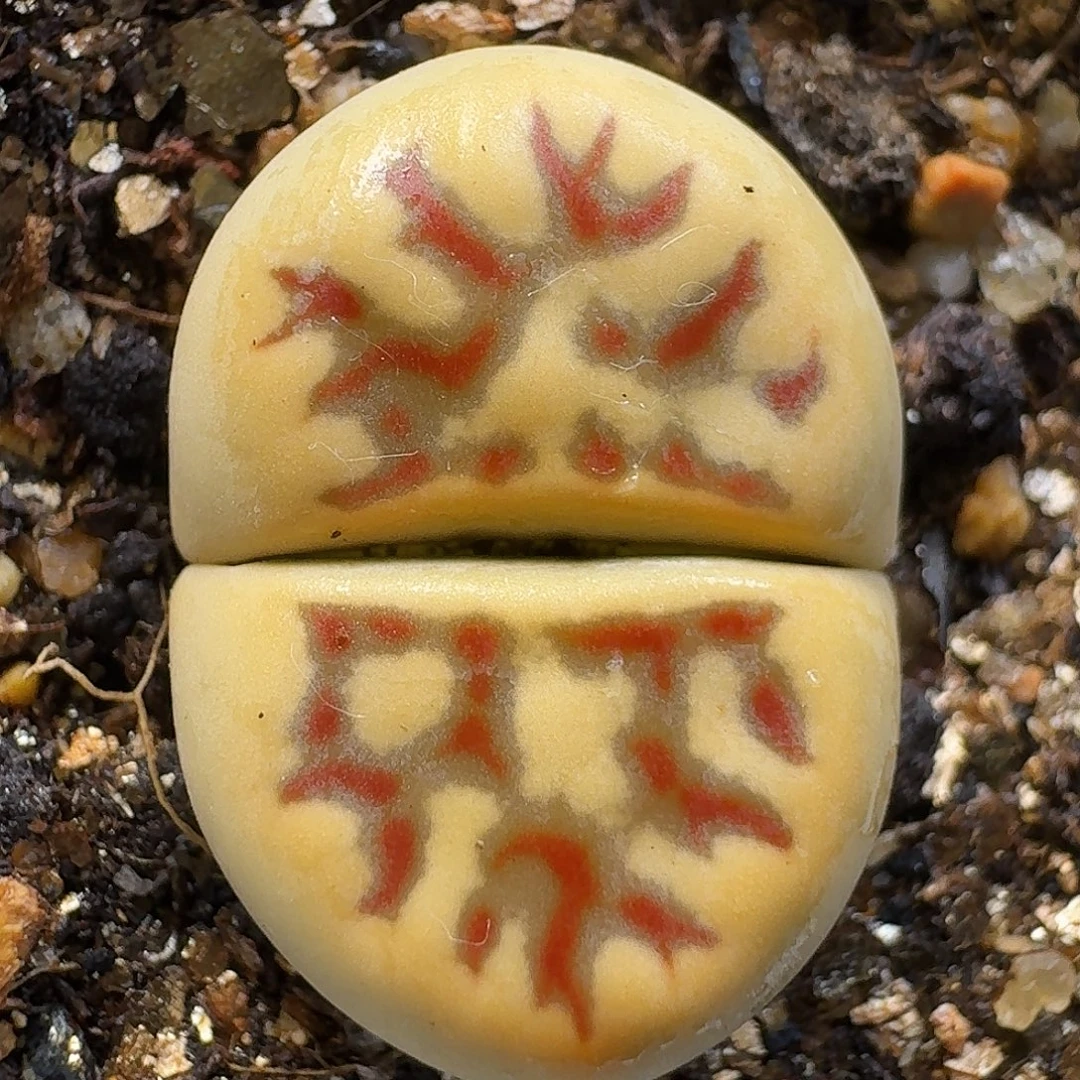 生石花111111。  268