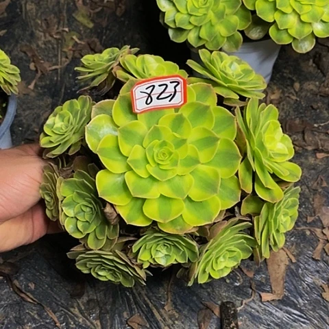 雨荷老桩捧花823号