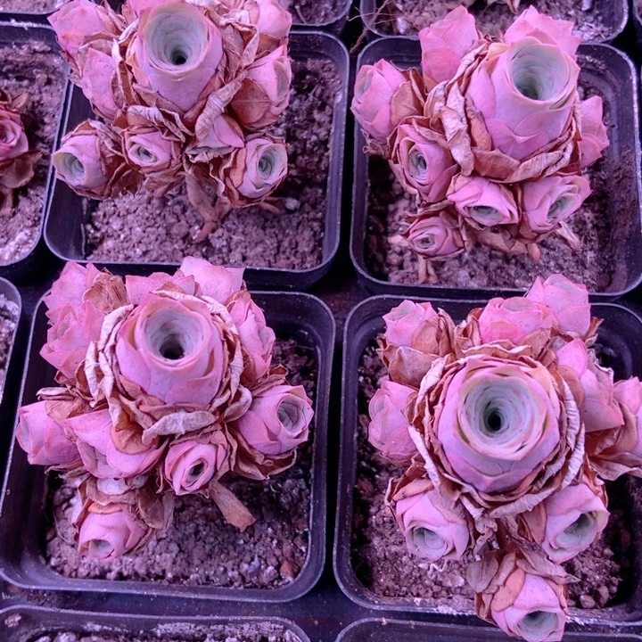 新手福利小捧花一单一颗