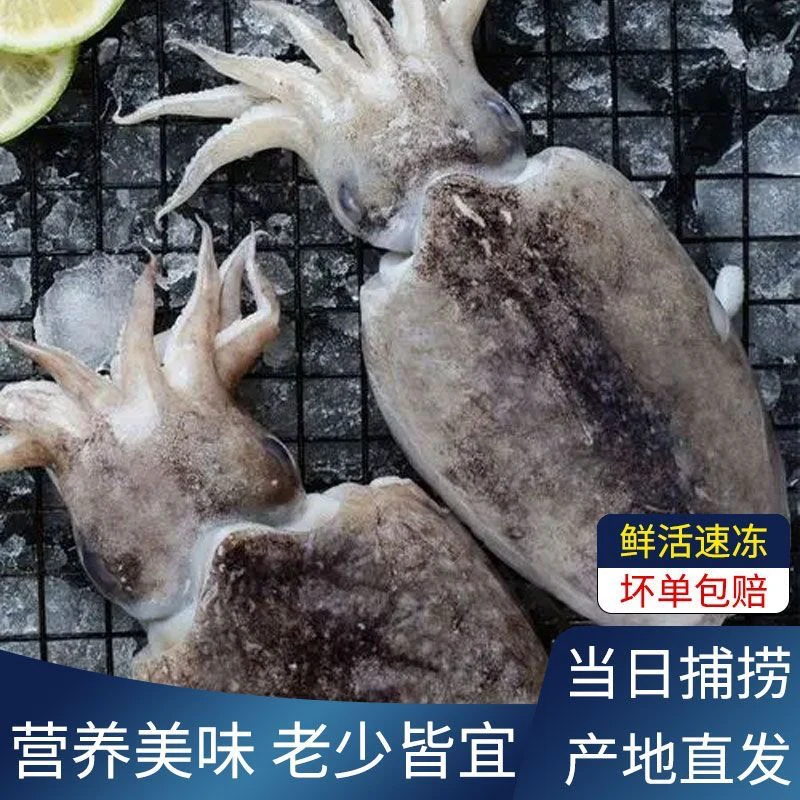 新鲜墨鱼野生墨鱼墨斗鱼墨鱼仔目鱼批发冷冻水产