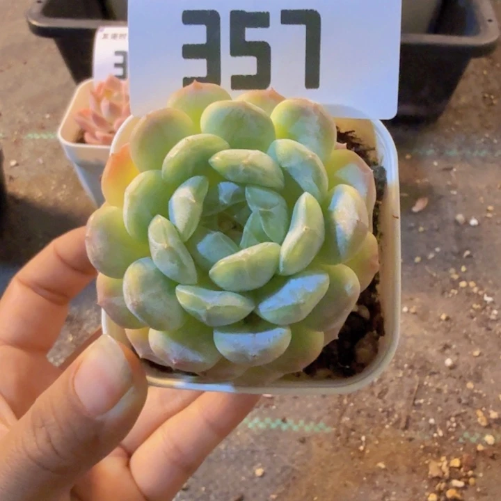 357，带盆带土发货