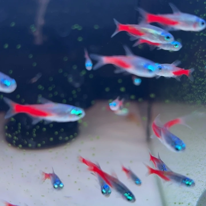 灯科鱼钻石灯10条